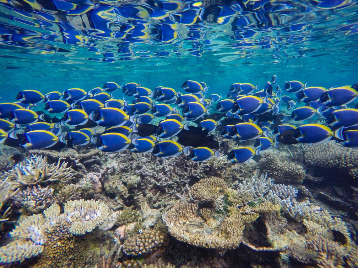 School of surgeon fish underwater in Maldives Island 